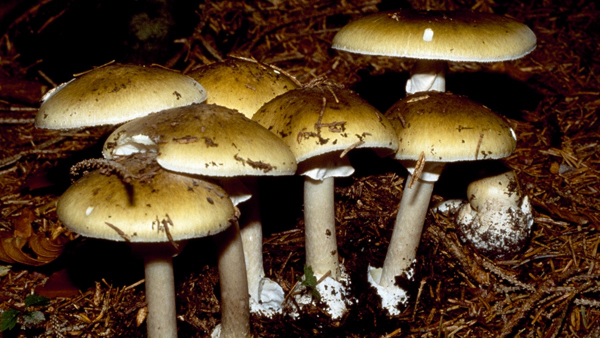 Image for cluster 0